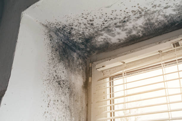 Affordable Mold Cleanup solutions in Norristown, PA