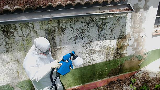 Top rated local Mold Cleanup specialists in Norristown, PA